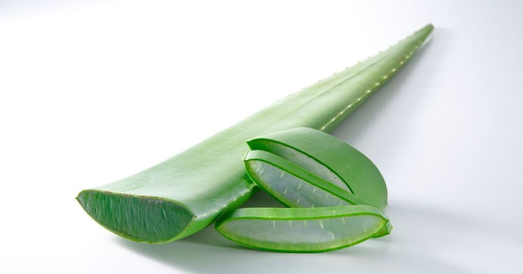 imagem de uma babosa cortada