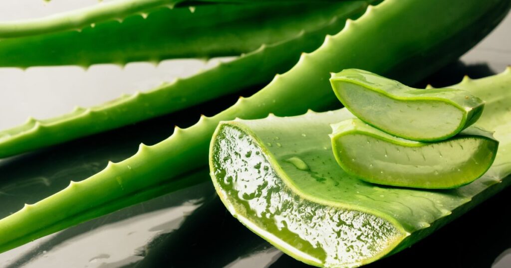 Aloe Vera para estômago