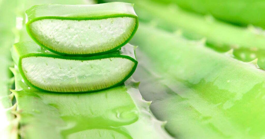 purificação da Aloe Vera